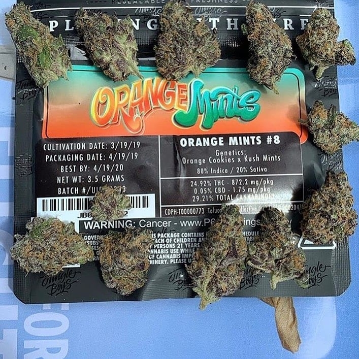 jungleboys_1570359190s7bRMS.jpeg
