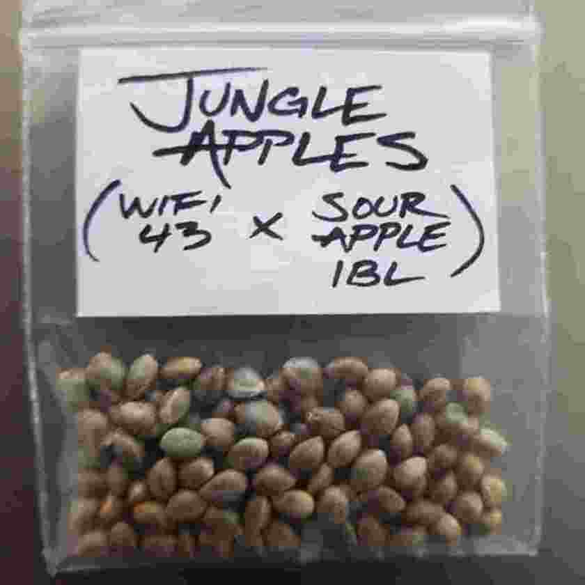 jungleboys_1570359508xnaZ24.jpeg